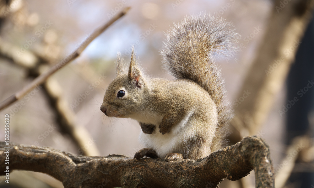 リス小枝左向き Stock 写真 Adobe Stock リス小枝左向き Stock 写真 Adobe Stock