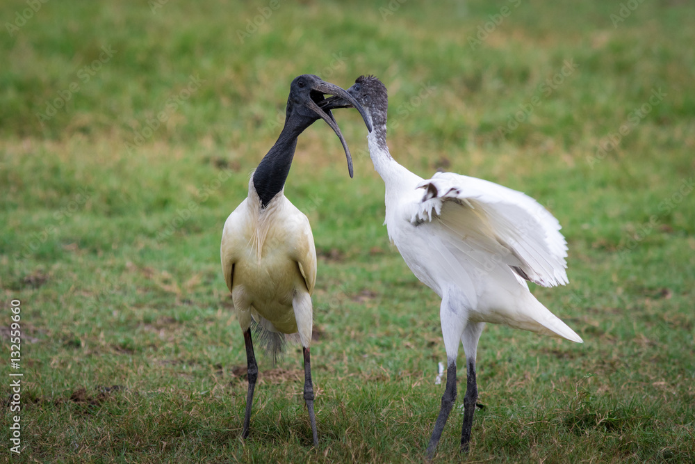 Fototapeta premium Ibis standing lakeside.