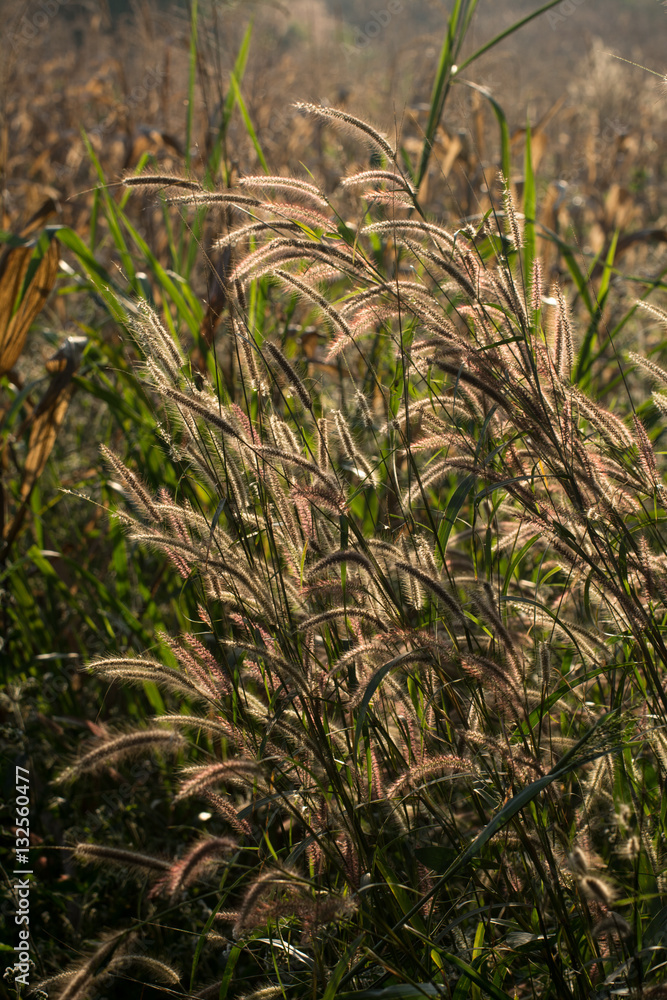 Obraz premium Brown grass in fields