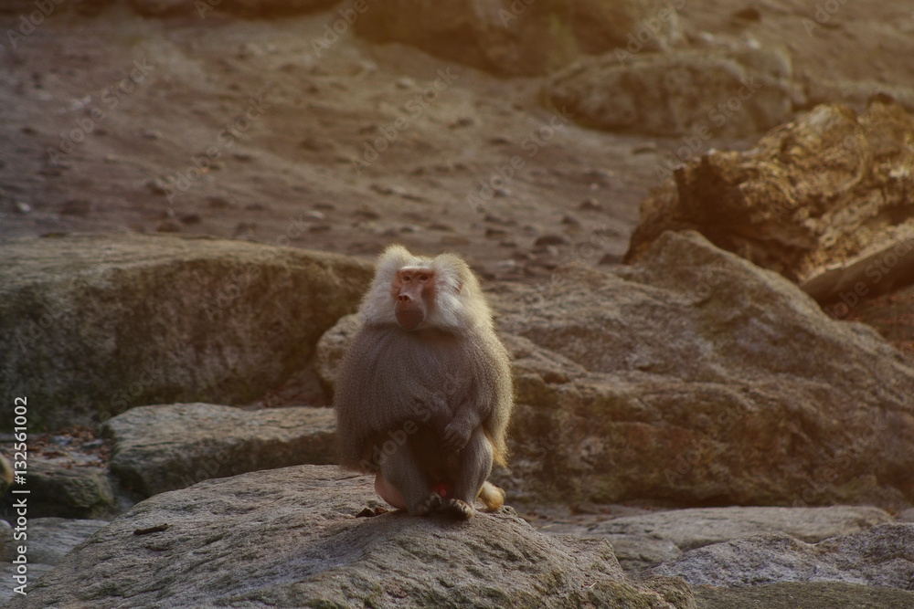 Obraz premium Hamadryas baboon