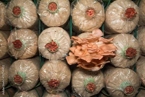 Fototapet Fresh of eatable mushroom plantation on bag in farm, mushroom growing up in plant nusery,natural food concept, agricultural industry concept