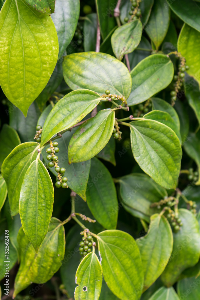 Peppercorn Plant. Close-up shot of a peppercorn plant, leaves and green pepper corns. Taken near Dalat, Vietnam. Peppercorn Plant. Close-up shot of a peppercorn plant, leaves and green pepper corns. Taken near Dalat, Vietnam.