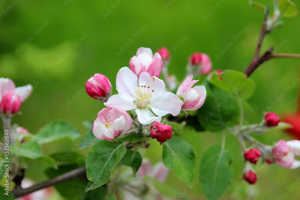 Obraz premium Blooming apple trees in the spring garden. 