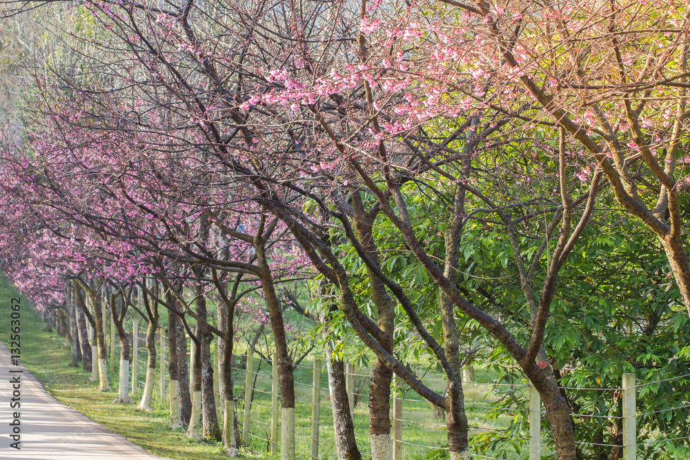 Cherry blossom or sakura flowers at Doi angkhang mountain,chiang Cherry blossom or sakura flowers at Doi angkhang mountain,chiang