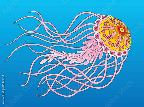 Pink jellyfish swimming in blue water