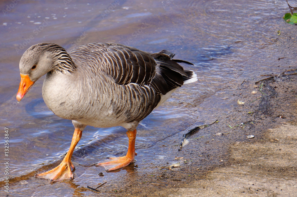 Brown duck walking at the edge of water. Brown duck walking at the edge of water.