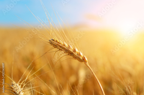 Wheat field against sun light