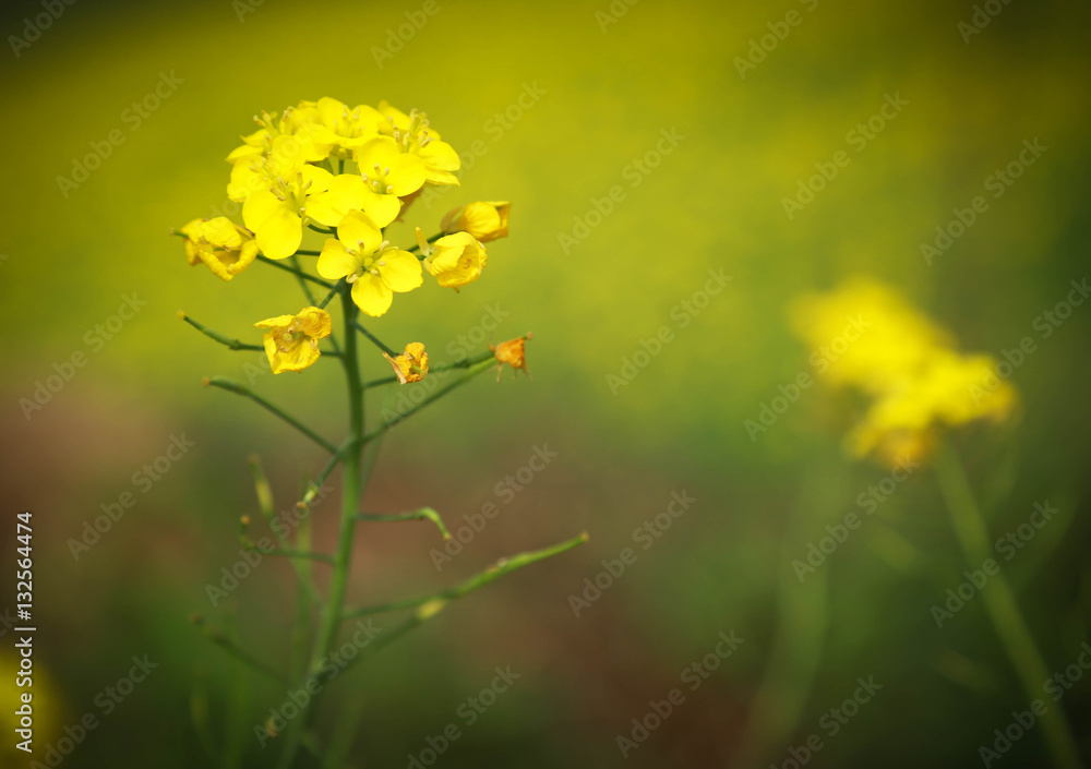 Mustard flowers Mustard flowers
