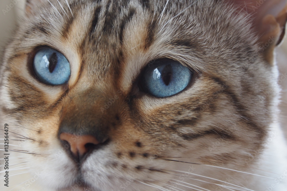 Chat aux yeux bleus