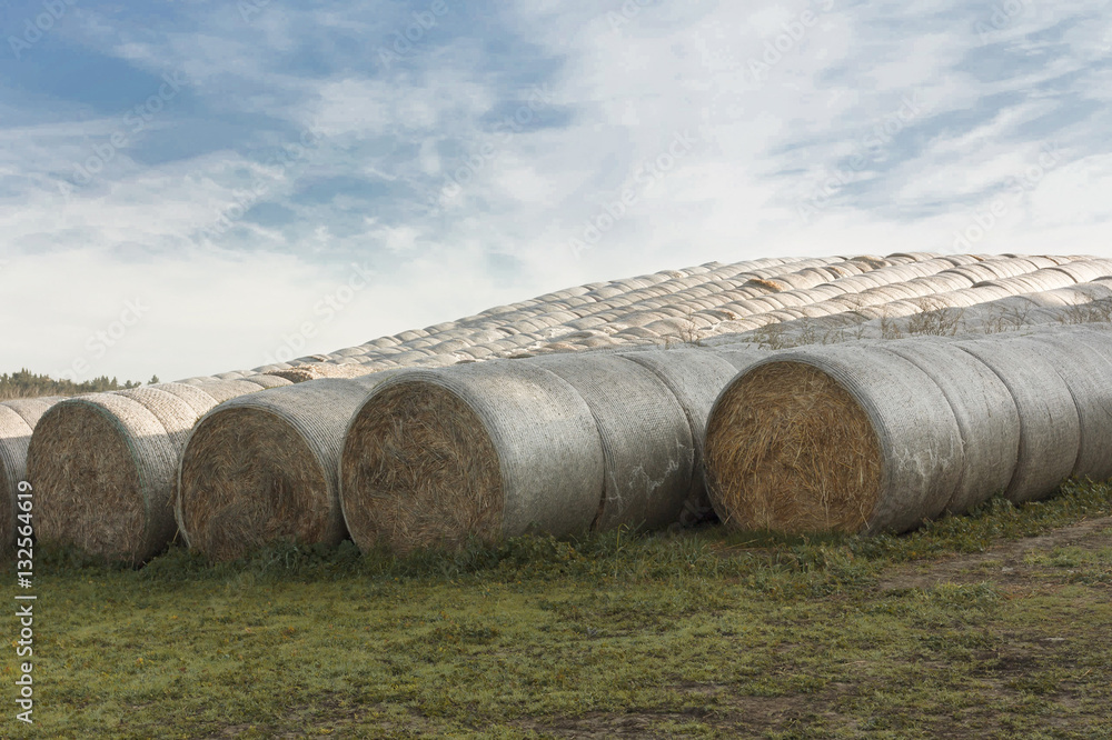 Hay bales on the agricultural field after harvest on sunny summe Hay bales on the agricultural field after harvest on sunny summe