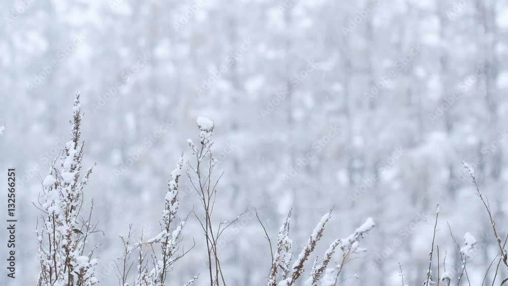 Snow falls in the forest,in Obihiro,Hokkaido,Japan,Filmed in 4K Snow falls in the forest,in Obihiro,Hokkaido,Japan,Filmed in 4K
