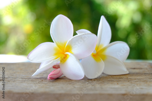 Tropical flowers frangipani  plumeria 