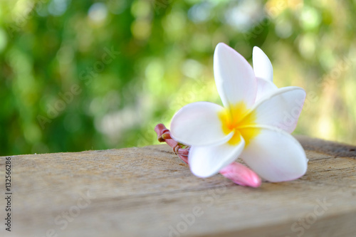 Tropical flowers frangipani (plumeria)