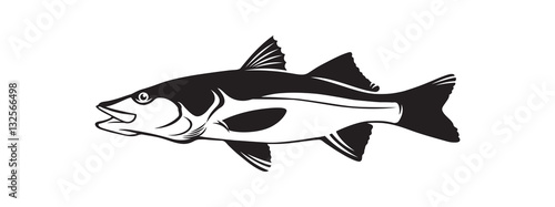 Common snook