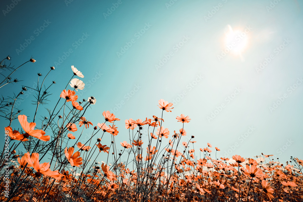 Obraz premium Vintage landscape nature background of beautiful cosmos flower field on sky with sunlight in spring. vintage color tone filter effect