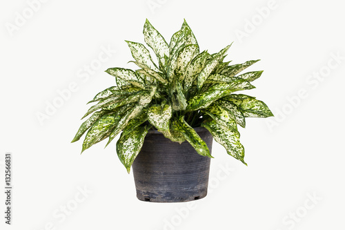 Aglaonema