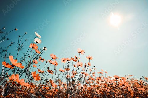 Vintage landscape nature background of beautiful cosmos flower field on sky with sunlight in spring. vintage color tone filter effect