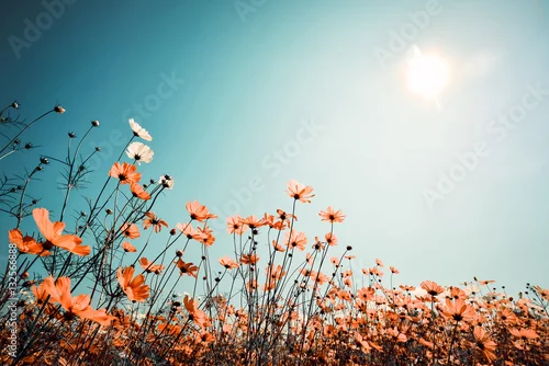 Panel kuchenny z motywem Vintage landscape nature background of beautiful cosmos flower field on sky with sunlight in spring. vintage color tone filter effect
