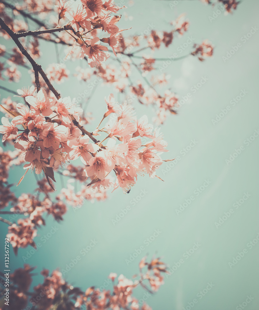 Fototapeta Piękny kwiat sakura rocznika (kwiat wiśni) na wiosnę. styl retro kolor dźwięku.