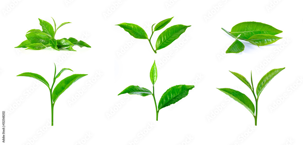 green tea leaf isolated corrections on white background