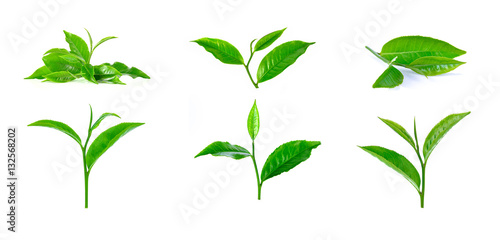 green tea leaf isolated corrections on white background