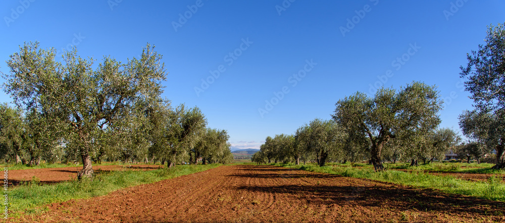 olive grove in the tuscan countryside, italy