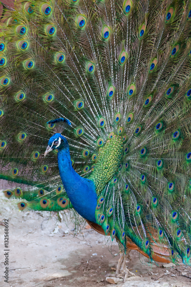 Obraz premium Peacock showing fully fanned tail.