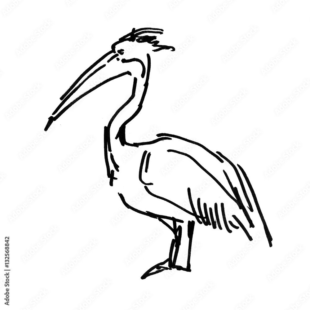 Pelican sketch ink illustration on white background Pelican sketch ink illustration on white background