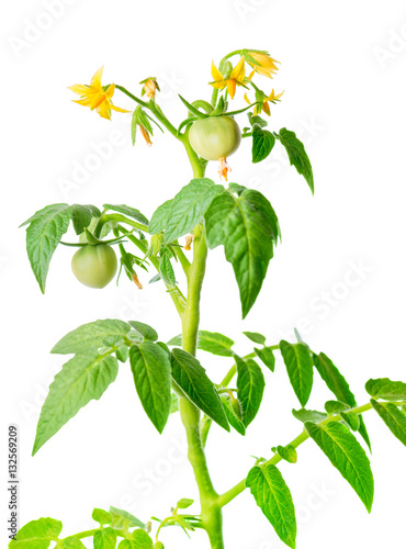 young seedling of fresh green tomatoes fruit and flowers is isol