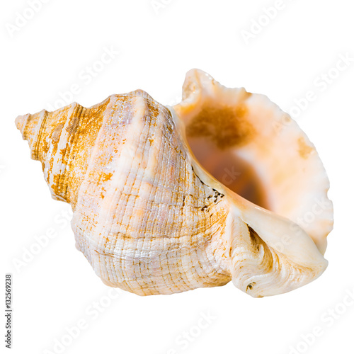 conch cockleshell is isolated on white background, close up