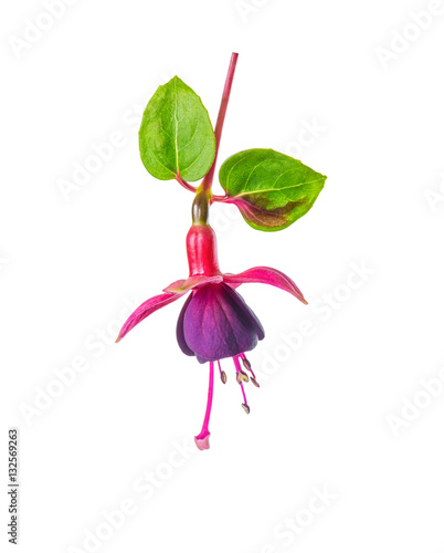 Canvas-taulu blooming beautiful flower in shades of red and purple fuchsia wi