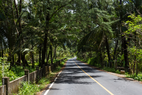 Tropical country road