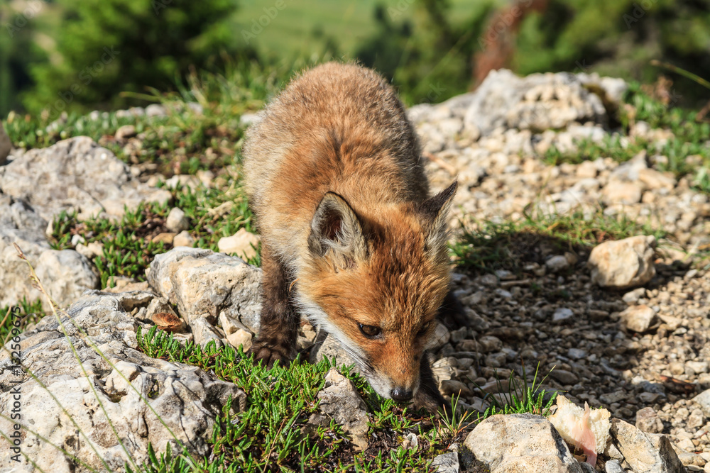 Naklejka premium Red Fox cub in wildlife - cucciolo di volpe rossa