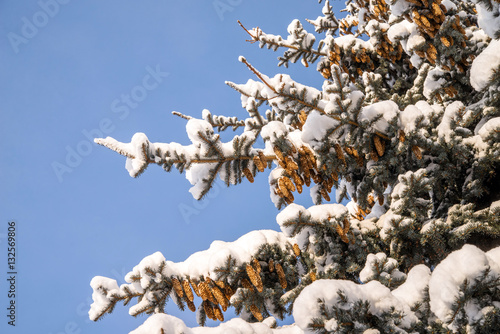 fir cones on branches covered with snow against the blue sky