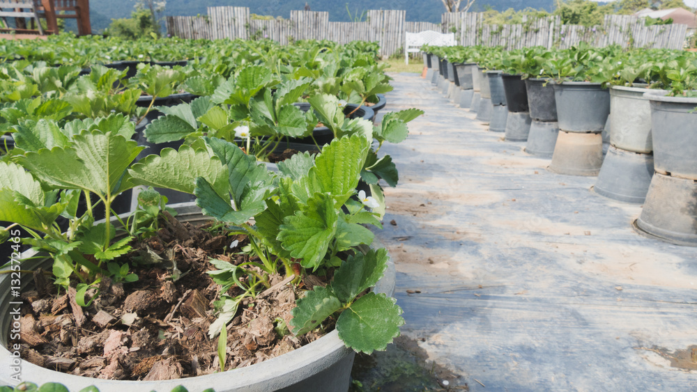 strawberry plantation in agriculture farm strawberry plantation in agriculture farm