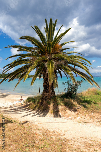 Palm on the sandy Spyridon beach on Cordu island. Greece.