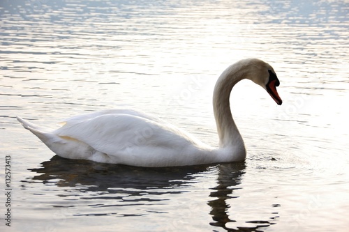Swan Lake  Iseo  Italy
