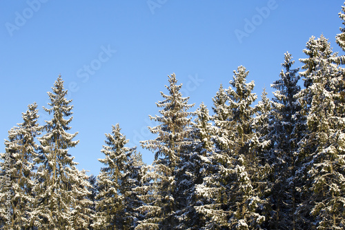 Snowy tree tops against a blue sky. Copy space.