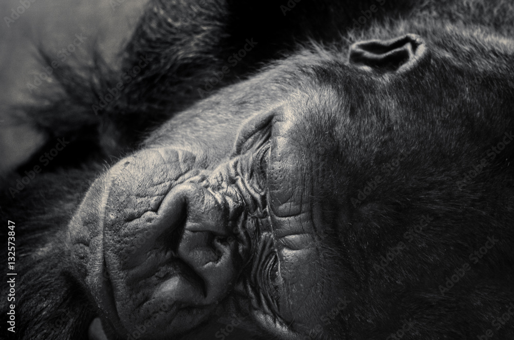 Fototapeta premium Sleeping gorilla