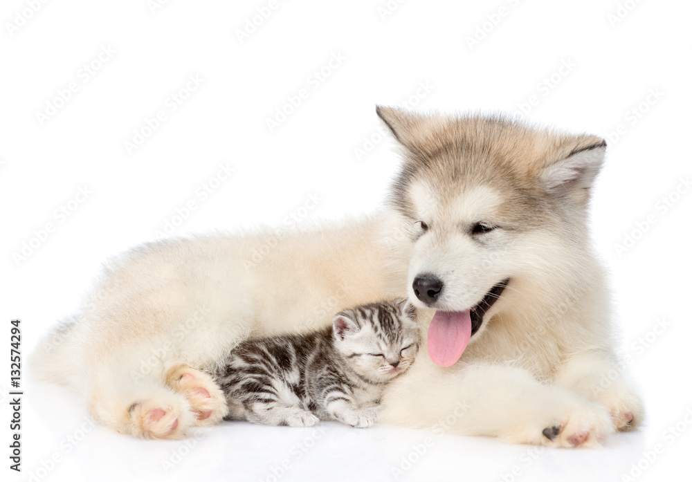 Tiny cat lying with alaskan malamute puppy. isolated on white 