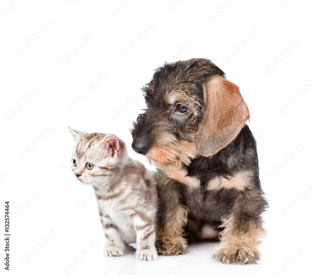 wire-haired dachshund puppy and tiny kitten sitting together. isolated on white