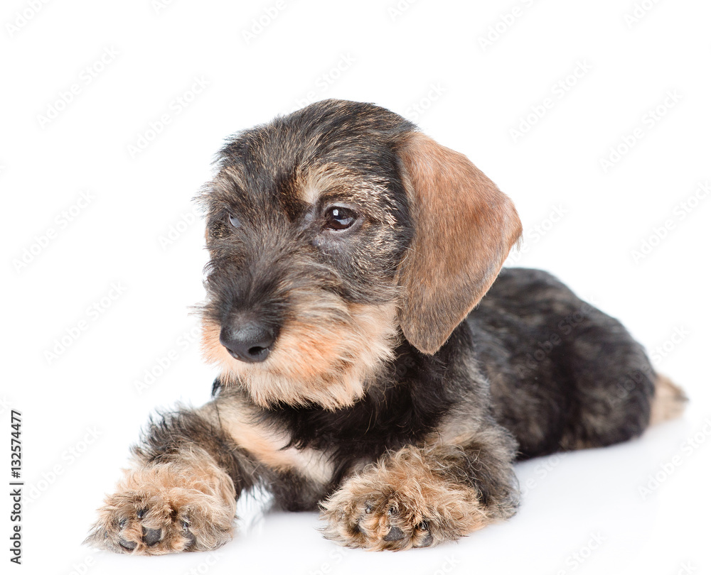 Portrait standard wire-haired dachshund puppy. isolated on white