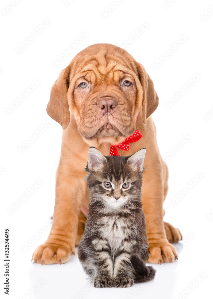 Bordeaux dogue puppy and maine coon cat sitting together. isolated on white