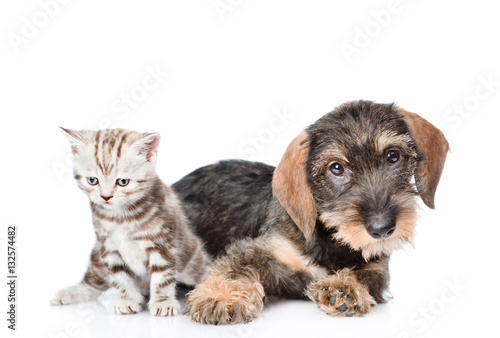 Baby kitten and puppy lying together. isolated on white background