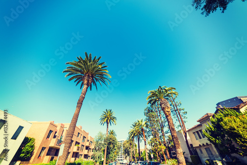 Palm trees in Beverly Hills