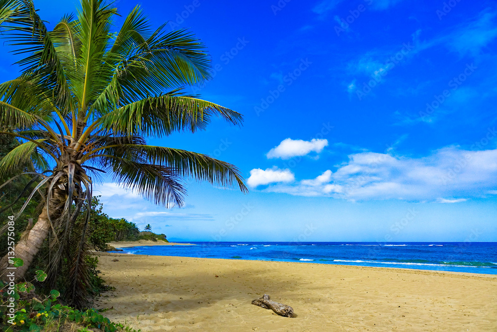 Fototapeta premium Tropical Beach