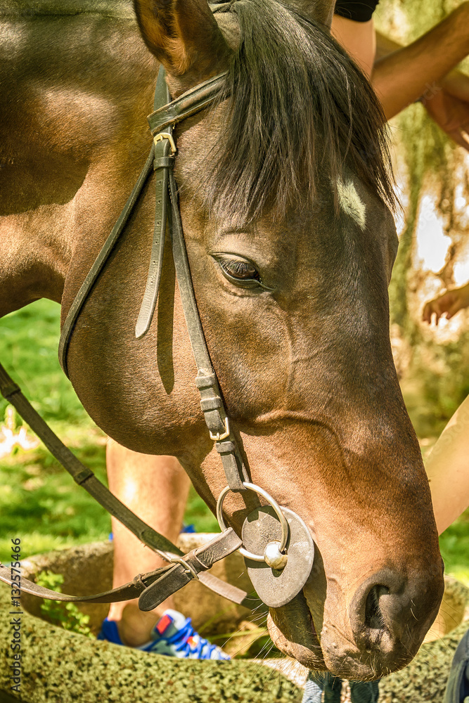 Naklejka premium Close-up of horse