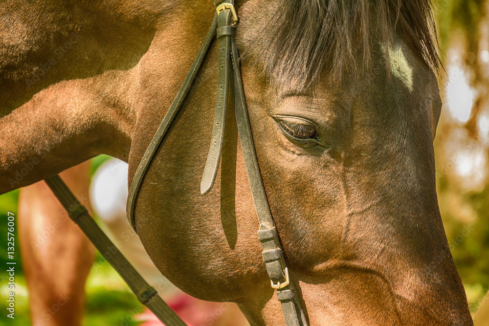Naklejka premium Close-up of horse