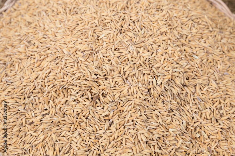 heap of natural raw paddy rice grains