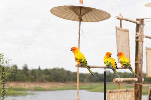 Schilderij op canvas Sun Parakeet or Sun Conure, the beautiful yellow and orange parr